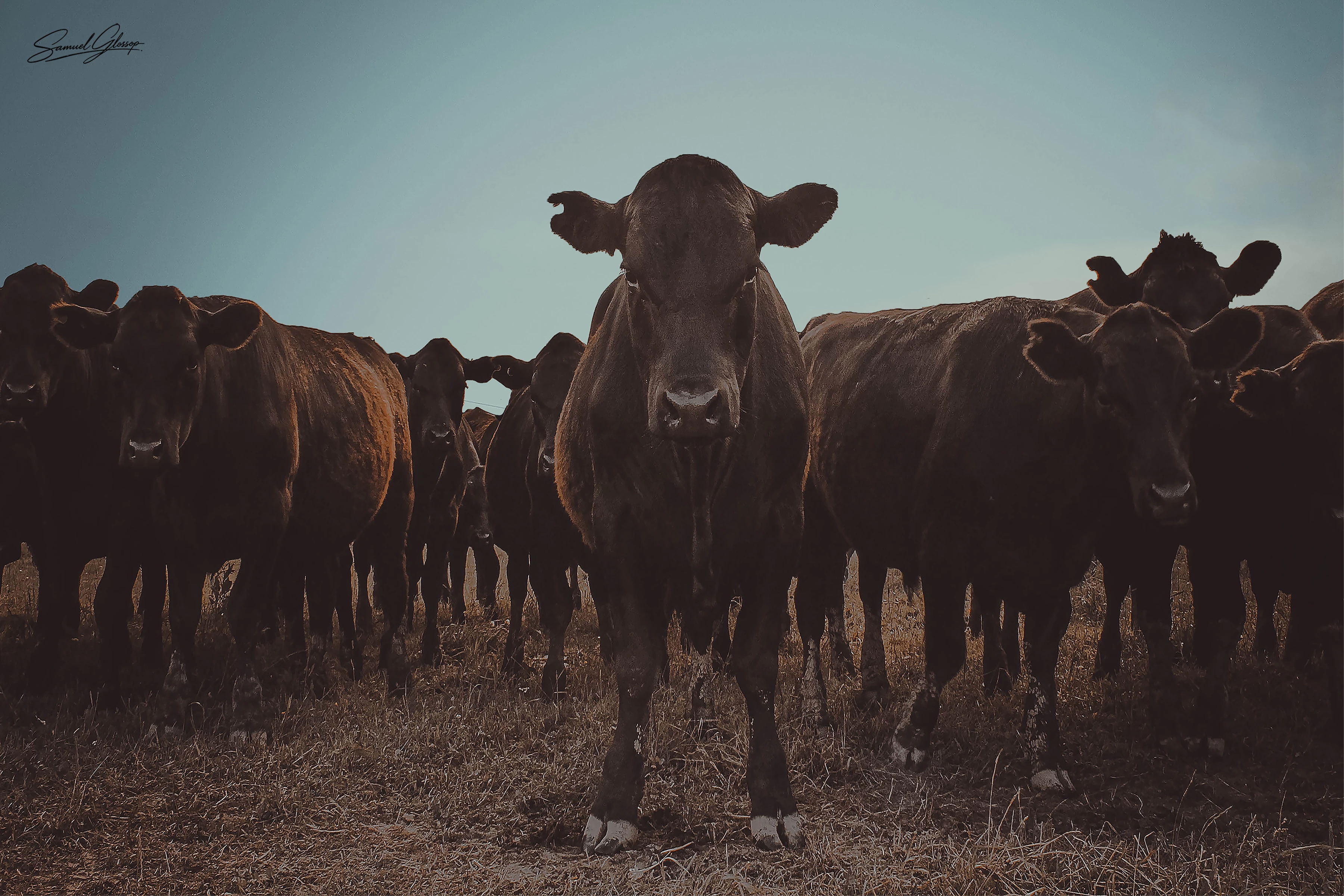 A herd of cattle standing in a paddock beneath an open sky